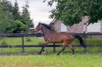3 jarige ruin, Gechipt, Ruin, Dressuurpaard, 3 tot 6 jaar