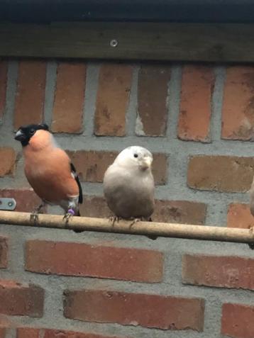 Noordse goudvinken pastel beschikbaar voor biedingen