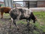 2 dikbil stier kalveren te koop, Dieren en Toebehoren, Runderen, Meerdere dieren