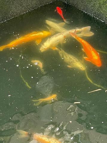 Koi karpers beschikbaar voor biedingen