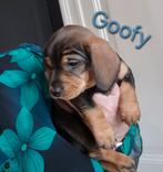 Ruwe Dwerg Teckelreu pups  te koop. Black- Tan. 6-1-2026, Dieren en Toebehoren, Honden | Teckels en Dashonden, Dwerg, Meerdere