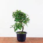 Bonsai azalea 'benibeni', Tuin en Terras, In pot, Halfschaduw, Lente, Minder dan 100 cm