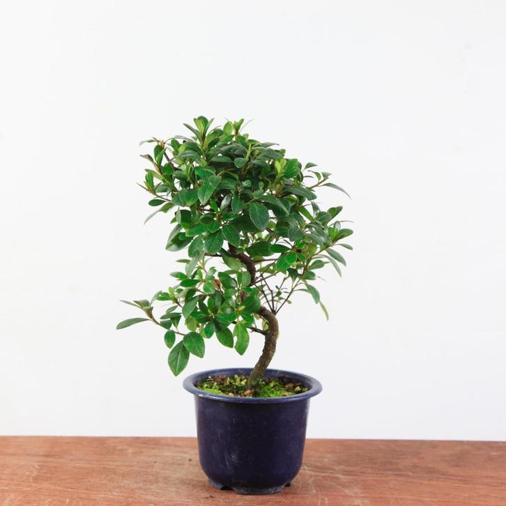 Bonsai azalea 'benibeni', Tuin en Terras, Planten | Bomen, Overige soorten, Minder dan 100 cm, Halfschaduw, Lente, In pot, Ophalen of Verzenden