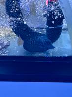 Zebrasoma Gemmatum, Dieren en Toebehoren, Vis