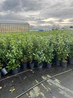 Laurier - Rotundifolia - Novita - Genolia - 100/120cm, Tuin en Terras, Planten | Tuinplanten, Halfschaduw, Overige soorten, Ophalen