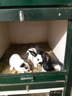 Jonge Lotharingers, Dieren en Toebehoren, Meerdere dieren, Groot, 0 tot 2 jaar