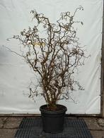 Kronkelhazelaar mooi compact, Ophalen, Laurier, 100 tot 250 cm