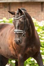 Diverse sportpaarden., Dieren en Toebehoren, Paarden, Gechipt, M, Dressuurpaard, 3 tot 6 jaar