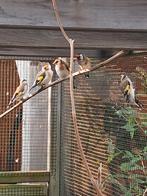 Majoor putter, Dieren en Toebehoren, Vogels | Overige Vogels, Meerdere dieren, Wildzangvogel, Geringd