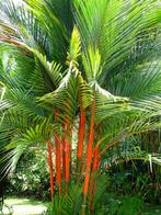 10 x Cyrtostachys Renda palmboom zaden, Tuin en Terras, Bloembollen en Zaden, Gehele jaar, Ophalen, Zaad