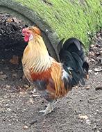 Mooi gekleurde krielhaan, Dieren en Toebehoren, Mannelijk, Kip