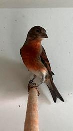 Bastaard kapoetsensijs, Dieren en Toebehoren, Vogels | Overige Vogels, Vrouwelijk, Geringd