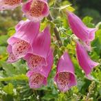 Zaden Vingerhoedskruid Digitalis purpurea mix inheems bio, Ophalen of Verzenden, Voorjaar, Volle zon, Zaad