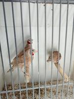 6 bandvink mannen, Mannelijk, Tropenvogel