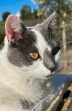 Lieve knuffelkat Poppy (gesteriliseerd), Poes, Kortharig, 3 tot 5 jaar