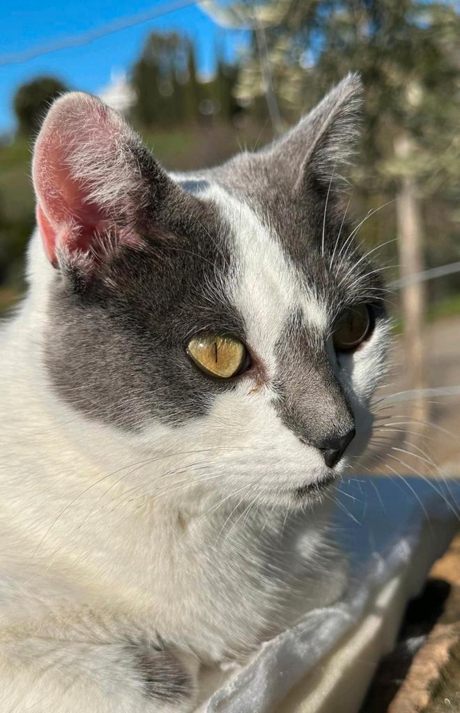 Lieve knuffelkat Poppy (gesteriliseerd), Dieren en Toebehoren, Katten en Kittens | Overige Katten, Kortharig, Poes, 3 tot 5 jaar