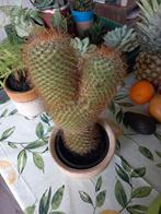 cactus, Ophalen of Verzenden