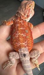 Red Baardagaam man, Dieren en Toebehoren, Reptielen en Amfibieën, Hagedis