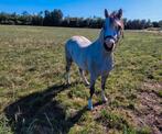Tekoop super brave welshA merrie, Merrie, 0 tot 2 jaar, B pony (1.17m tot 1.27m), Recreatiepony