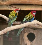 Prachtrosella koppel, Dieren en Toebehoren, Vogels | Parkieten en Papegaaien, Meerdere dieren, Parkiet