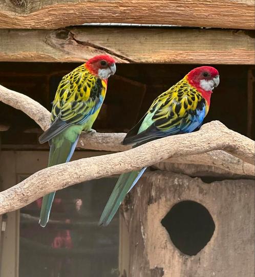 Prachtrosella koppel, Dieren en Toebehoren, Vogels | Parkieten en Papegaaien, Parkiet, Meerdere dieren