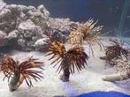 Koraal garnalen vissen slakken krabben, Dieren en Toebehoren, Vissen | Aquariumvissen