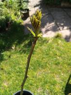 walnoot/okkernoot +/- 1m, Overige soorten, Lente, Minder dan 100 cm, Ophalen