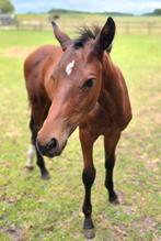 Jaarling dressuurhengst, Met stamboom, Niet van toepassing, Dressuurpaard, 0 tot 2 jaar