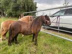 Mini Shetland smokey hengstje, Dieren en Toebehoren, Paarden en Pony's | Dekhengsten en Fokmerries, Hengst
