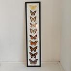 Lucky vintage lijst met opgezette vlinders, Gebruikt, Vlinders, Ophalen of Verzenden, Lucky Vintage