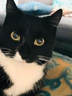 Poes / cat, Dieren en Toebehoren, Katten en Kittens | Dekkaters