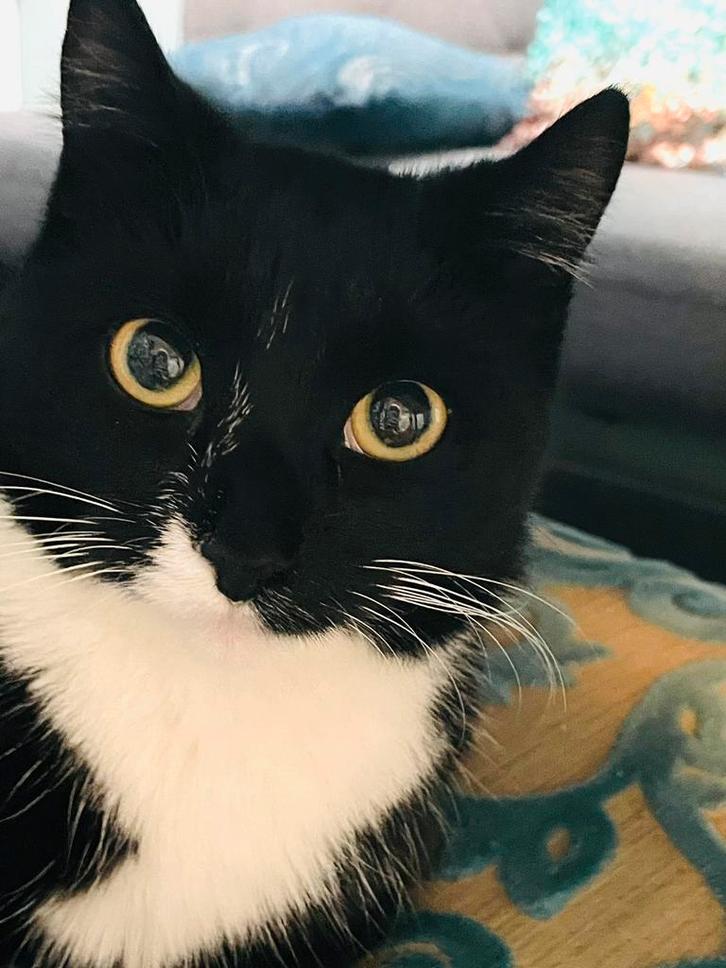 Poes / cat, Dieren en Toebehoren, Katten en Kittens | Dekkaters