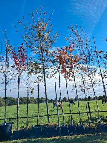 Carpinus Betulus - Haagbeuk €336,- groene beuk 20-25 cm beschikbaar voor biedingen
