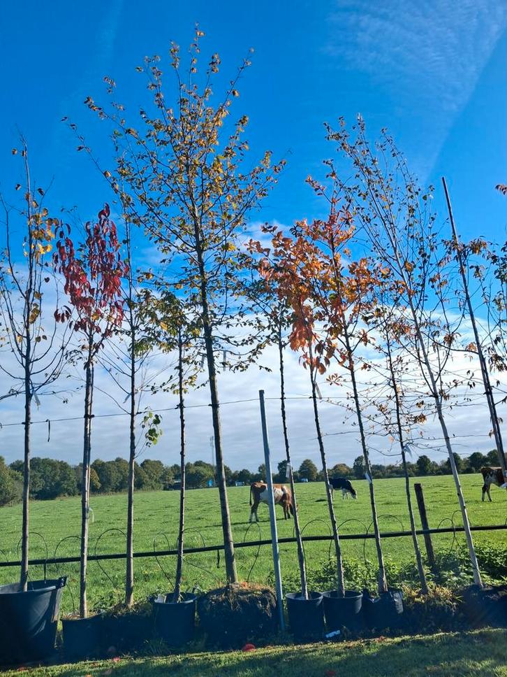 Carpinus Betulus - Haagbeuk €336,- groene beuk 20-25 cm, Tuin en Terras, Planten | Bomen, Bolboom, 400 cm of meer, Volle zon, Lente