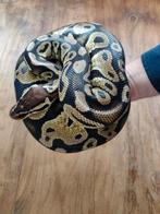 Exo Terra Terrarium (90x60x45) en Ball Python, Dieren en Toebehoren, Reptielen en Amfibieën, Slang, Met terrarium, 7 tot 10 jaar