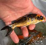 4 prachtige spiegel kois !! Volschub/spiegel/koi, Dieren en Toebehoren, Vissen | Vijvervissen, Karper of Koi