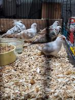 Diamantduifjes 2025, Dieren en Toebehoren, Vogels | Overige Vogels, Meerdere dieren