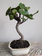 Ficus Carica Vijg Bonsai, Bloeit niet, Halfschaduw, Minder dan 100 cm, Overige soorten