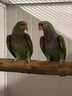 1-1 Wijnborst Amazone, Dieren en Toebehoren, Vogels | Parkieten en Papegaaien, Meerdere dieren, Papegaai, Geringd