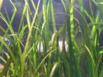 Valisneria Spiralis Red, Dieren en Toebehoren, Ophalen, Zo goed als nieuw, Plant(en), Steen of Hout