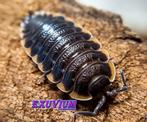 Trachelipus caucasius isopods / pissebedden, Overige soorten