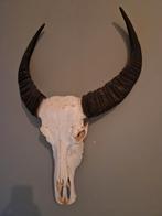 Waterbuffel Schedel / skull, Antiek en Kunst, Ophalen of Verzenden