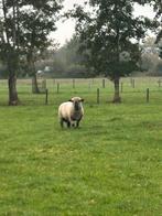 Te koop Hampshire Down ram! Stamboek., Mannelijk, Schaap