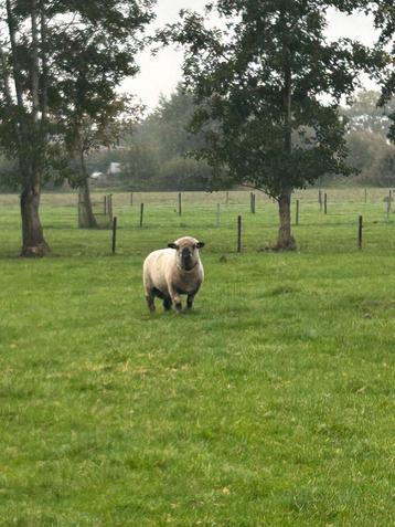Te koop Hampshire Down ram! Stamboek. beschikbaar voor biedingen