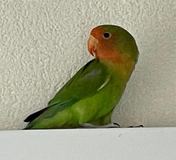 Agapornis Dwergpapegaai Fischerie Roseicolle Personata beschikbaar voor biedingen