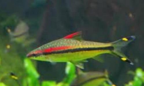 Torpedo barbeel - Puntius denisoni - Koidream Valburg, Dieren en Toebehoren, Vissen | Aquariumvissen, Zoetwatervis, Vis