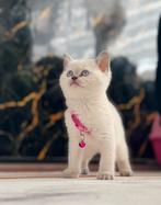 blue point britse korthaar kittens, Dieren en Toebehoren, Katten en Kittens | Raskatten | Korthaar, Kater, Ontwormd