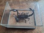 Opgezette schorpioen Taxidermie in aanvalshouding, Verzamelen, Ophalen of Verzenden, Zo goed als nieuw, Vogel, Opgezet dier