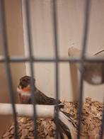 Harlekijn kanarie, Dieren en Toebehoren, Mannelijk, Kleurkanarie