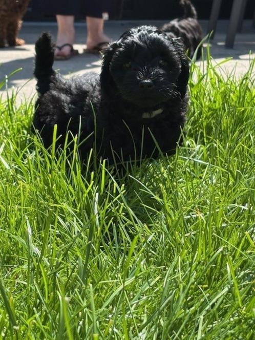Shihpoo pups  Update!  – een reutje beschikbaar , zwart, Dieren en Toebehoren, Honden | Chihuahua's en Gezelschapshonden, Meerdere dieren
